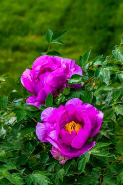 Çin Changchun şakayık bahçesi manzarası ve çiçek açan şakayık çiçekleri