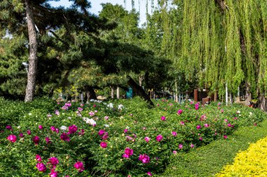 Çin Changchun şakayık bahçesi manzarası ve çiçek açan şakayık çiçekleri