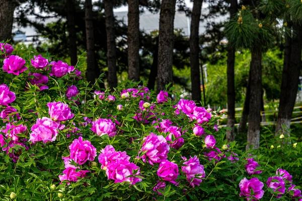 Chine Changchun Jardin Pivoine Paysage Fleurs Pivoine Floraison — Photo