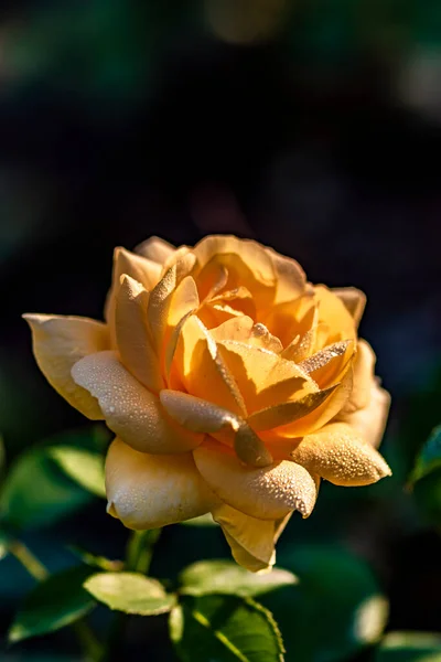 Blooming Roses Photographed Changchun China — Stock Photo, Image