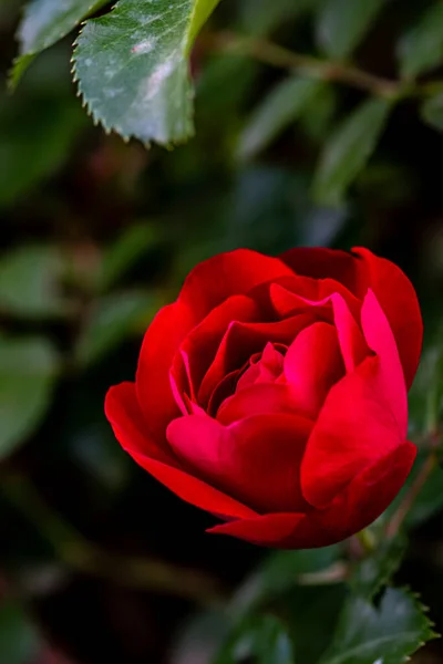 Blooming Roses Photographed Changchun China — Stock Photo, Image