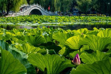 Nanhu Park, Changchun, Çin 'deki Lotus ve manzara.