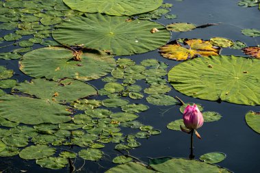 Nanhu Park, Changchun, Çin 'deki Lotus ve manzara.