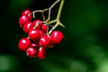 Ormanda kırmızı yabanmersinleri