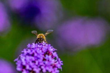 Verbena çiçekleri ve arılar ormanda çiçek açıyor.