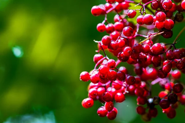 Red Wild Berries Forest — Stock Photo, Image