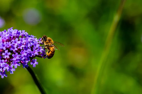 Eisenkraut Und Bienen Blühen Wald — Stockfoto