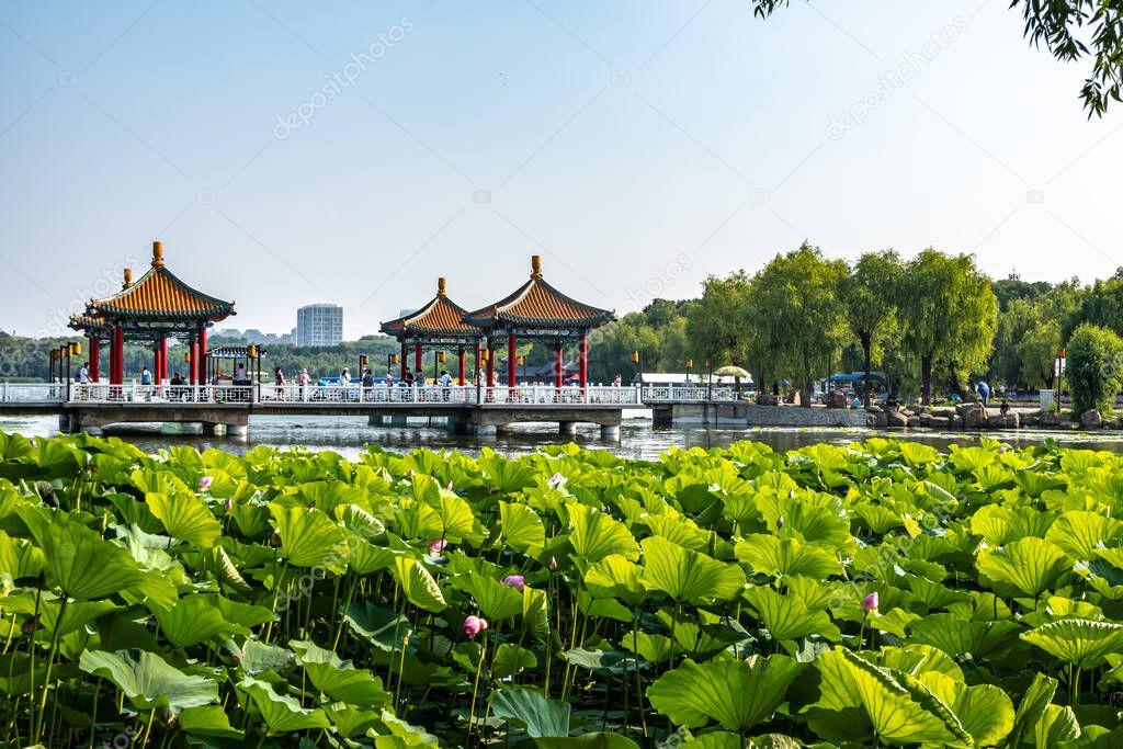 Lotus and landscape in Nanhu Park, Changchun, China