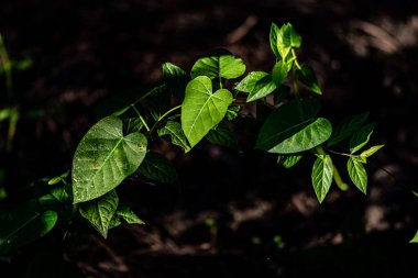 Ormanda yeşil yapraklar 