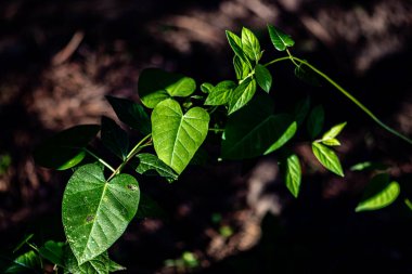 Ormanda yeşil yapraklar 