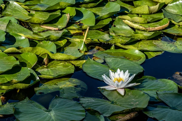 Loto Floreciendo Agua Parque Nanhu Changchun China — Foto de Stock