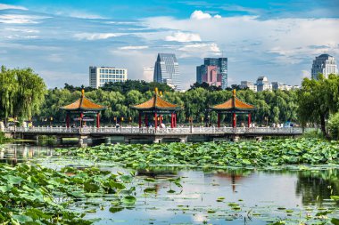 Nanhu Park, Changchun, Çin 'de sularda açan nilüfer çiçeği.