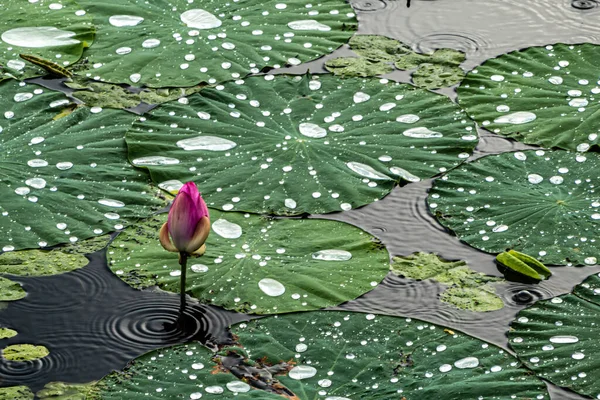 Loto Floreciendo Agua Parque Nanhu Changchun China — Foto de Stock