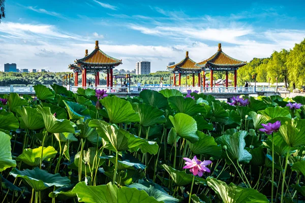 Nanhu Park, Changchun, Çin 'de sularda açan nilüfer çiçeği.