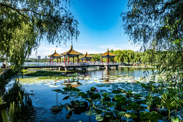 Lotus Virágzik Vízben Nanhu Park Changchun Kína — Stock Fotó
