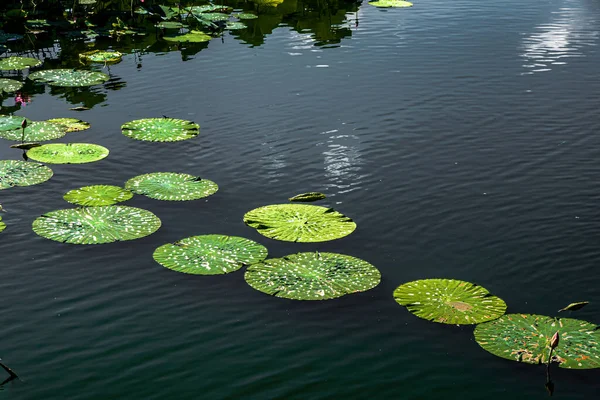 Лист Лотоса Плаває Озері — стокове фото