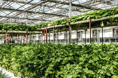 Çin 'in 19. Changchun Uluslararası Tarım Gıda Fuarı' nın (Ticaret Fuarı) fabrika sergi alanı)