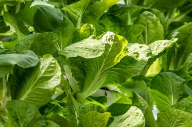 Lahana - 19. Çin Changchun Uluslararası Tarım Fuarı Sergisi