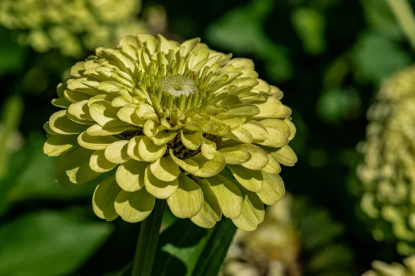 Zinnia Εκθέματα Της 19Ης Κίνας Changchun International Agricultural Expo — Φωτογραφία Αρχείου