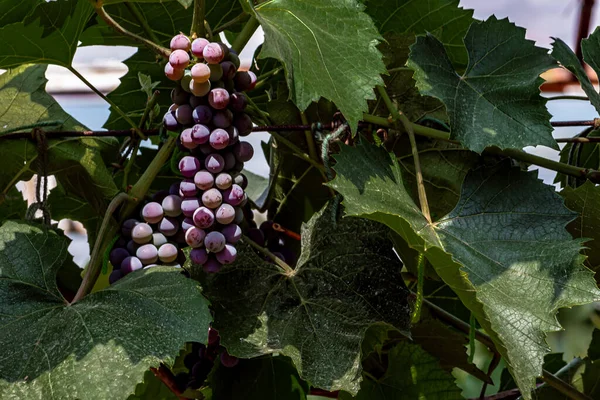 Σταφύλια Εκθέματα Της 19Ης China Changchun International Agricultural Expo — Φωτογραφία Αρχείου