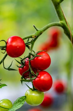 Domatesler - Changchun Uluslararası Tarım Fuarının 19. Sergisi