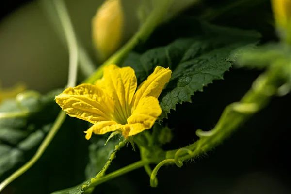 Melon Blomma Utställningar Den Kina Changchun International Agricultural Expo — Stockfoto