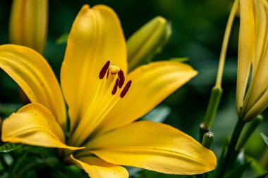 Çin 'deki Changchun Park' ında çiçek açan zambaklar.