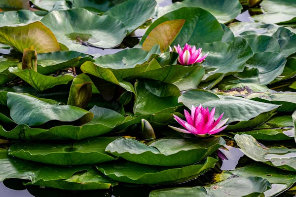 Paisaje Flor Loto Parque Nanhu Changchun China — Foto de Stock