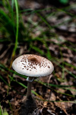 Ormanda yabani mantarlar