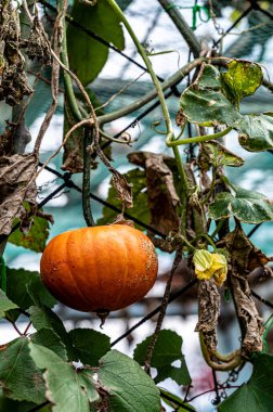Sonbaharda kış karpuzu