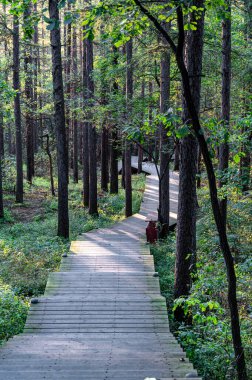 Orman Yolu, Jingyuetan Ulusal Orman Parkı, Changchun, Çin