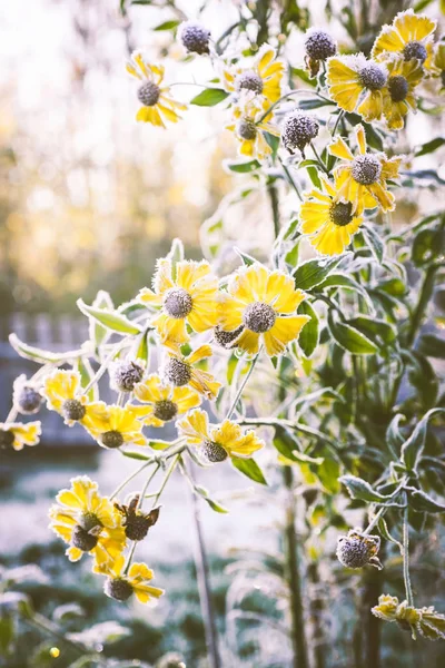 Helenium flower covered with frost