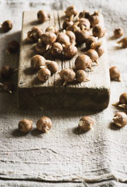 Crocus sieberi ampuller keten zemin üzerine