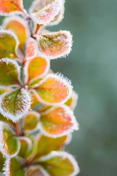 Barberry em geada, fundo de outono — Fotografia de Stock