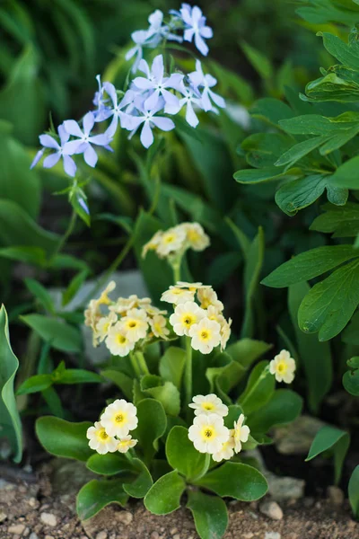 Primula auricula a phlox divaricata v jarní smíšené hranice — Stock fotografie