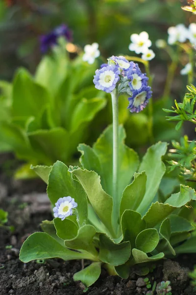 Krásný primula auricula sazenice — Stock fotografie