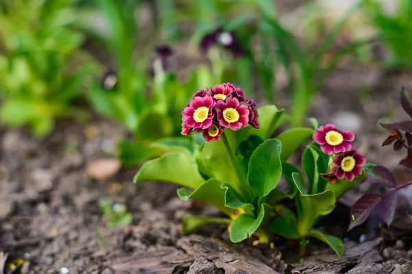 Krásný primula auricula sazenice — Stock fotografie