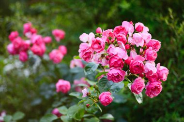 bir bahçede büyüyen gül