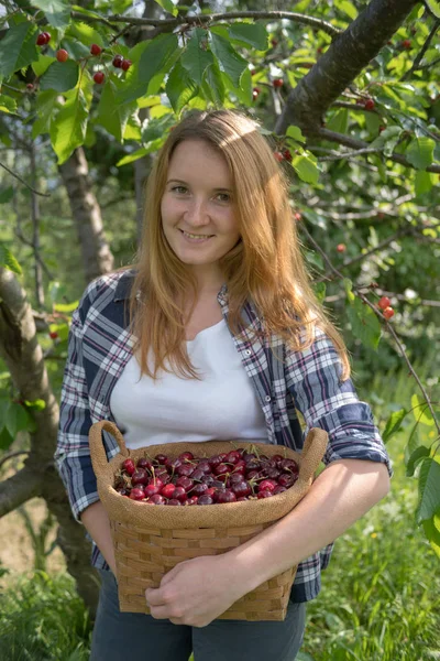 Frau Pflückt Kirschen Obstgarten — Stockfoto