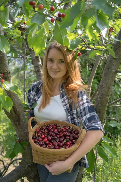 Femme Cueillette Cerises Dans Verger — Photo