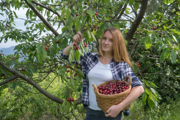 Femme Cueillette Cerises Dans Verger — Photo