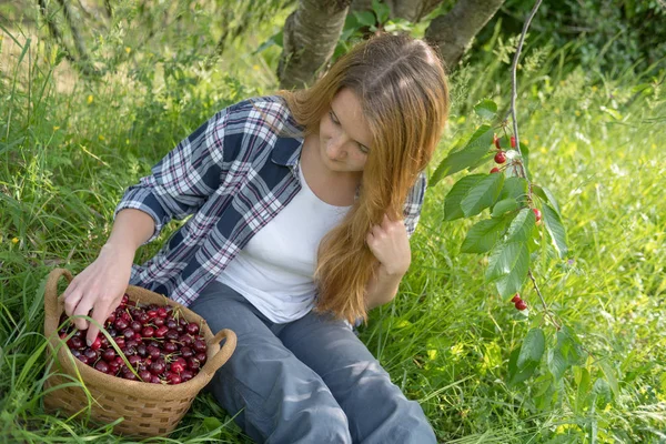 Kobieta Zbioru Czereśnie Sadzie — Zdjęcie stockowe