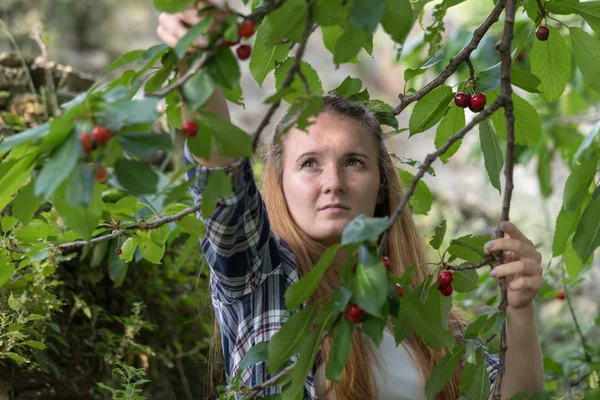 女狩りサクランボの果樹園 — ストック写真