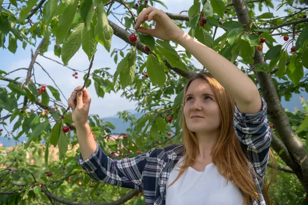 Kvinna Plocka Körsbär Orchard — Stockfoto