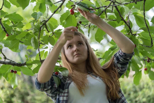 女狩りサクランボの果樹園 — ストック写真