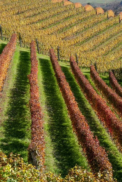 Weinberg Langhe Herbst Italien — Stockfoto