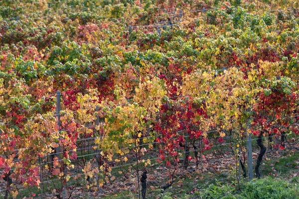 Виноград Осенью Листья Фона — стоковое фото