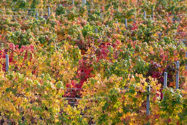 Arka plan asma sonbahar yaprakları