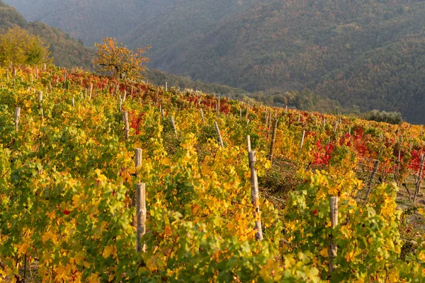 Vine Autumn Leaves Background — Stock Photo, Image
