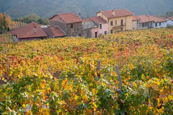 Italy Province Imperia Vineyard Autumn — Stock Photo, Image